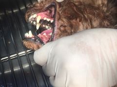 -荣耀金沙动物医院(清江西路店)