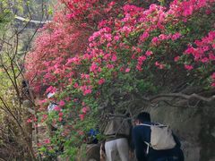 -木兰云雾山