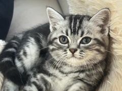 -lincat·猫舍(广州店)