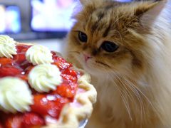 -派悦坊·甜品·蛋糕(日坛店)