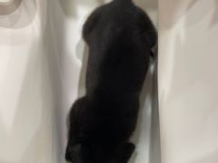 -艾贝尔宠物医院·狂犬免疫点(江山金象城店)