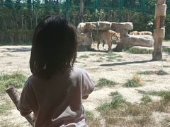 -上海野生动物园老虎餐厅