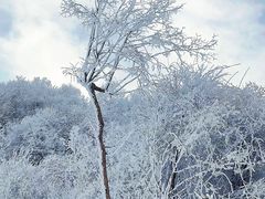 -鳌山滑雪度假区