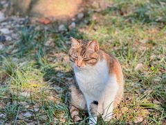 -西园寺