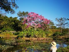 -中国科学院西双版纳热带植物园