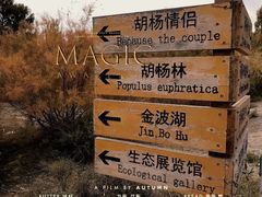 -金塔沙漠胡杨林景区