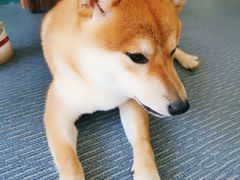 -柴源莊·柴小宠柴犬咖啡