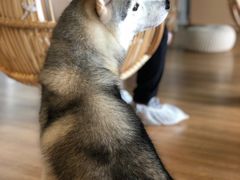 -Husky Go! 哈士奇体验馆·宠物咖啡厅狗咖