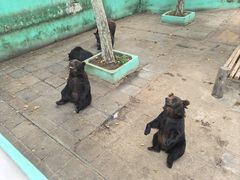 -西霞口神雕山野生动物世界