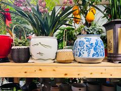 -南汇花鸟市场(上海浦东新花卉店)
