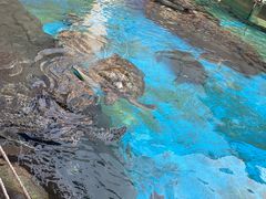 -海合安成都极地海洋公园