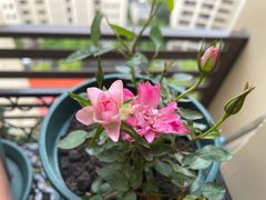 -桂桂茶(滨江百联店)