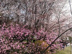 -铁山坪森林公园