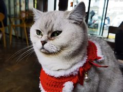 -喵屿·大理花园猫咖