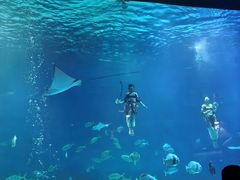 -烟台海昌鲸鲨海洋公园