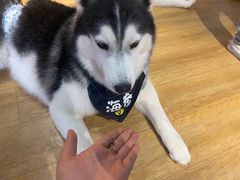 -Husky Go! 哈士奇体验馆·宠物咖啡厅狗咖