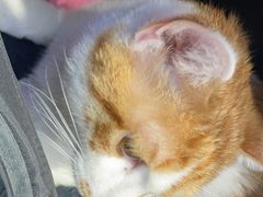 -关爱宠物医院·猫科中心·消化科(滨湖万达分院)