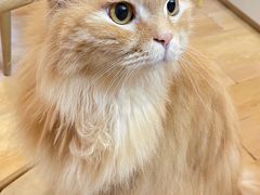 -猫咪派对(江南西店)