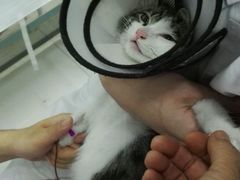 -中农大我爱我爱24h动物医院·中医针灸·猫专科·骨科医疗中心(双井店)