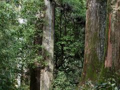 -天目山大树王景区