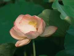 -梁鸿国家湿地公园