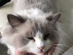 -喵的天空名猫咖啡馆·撸猫·猫舍·用品