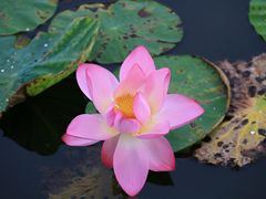 -天津东丽湖风景区