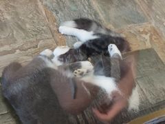 -猫咪博物馆(顶澳仔猫街店)