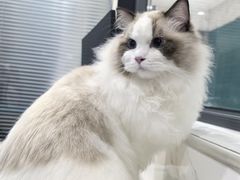 -伟伟宠物医院·CT影像中心·瑞派犬猫综合性门诊(汉口总院)