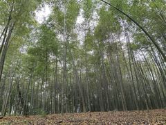 -西湖风景区十里琅珰-五云山