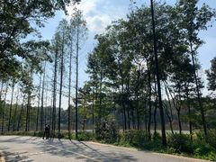 -紫金山山顶公园