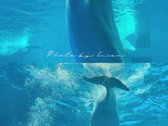 -海合安成都极地海洋公园