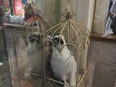 -猫咪博物馆(顶澳仔猫街店)