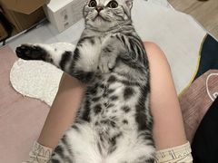 -飞行喵MR PILOT|猫舍·猫咖(静安大融城店)