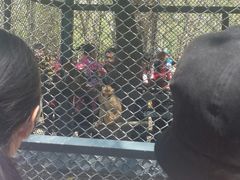 猴子-长白岛森林公园