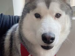 -Husky Go! 哈士奇体验馆·宠物咖啡厅狗咖