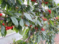 -上海菊园樱桃研究所