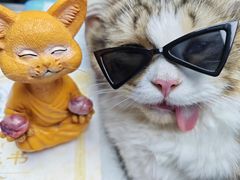 -博特宠物医院24h犬猫全科.骨科·异宠