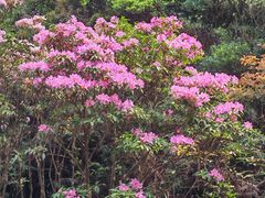 -梧桐山风景名胜区