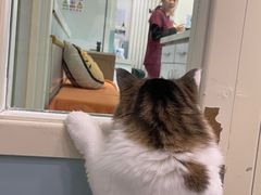 -纳吉亚猫专科动物医院·北北分院