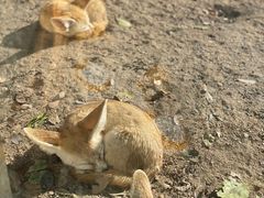 -上海野生动物园