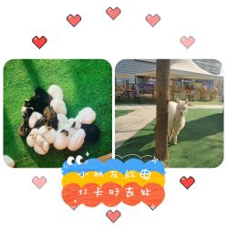 -萌宠亲子动物乐园(槐房万达店)