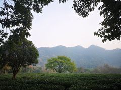 -野蔓果·山野菜(西湖景区·龙井茶田店)