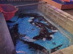 -山河屯铁锅炖鲜鹅·东北菜(开发区一店)