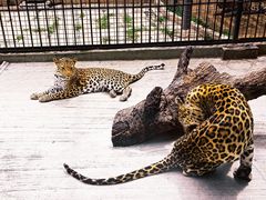 -深圳野生动物园