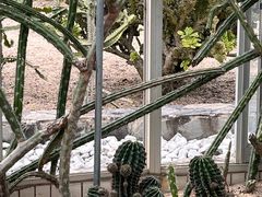 -深圳仙湖植物园