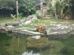 -深圳野生动物园
