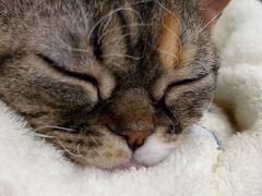 -欧奕国际动物医院