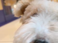 -帕帕拉兹宠物(亚洲旗舰店)