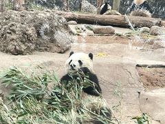 -都江堰中华大熊猫苑